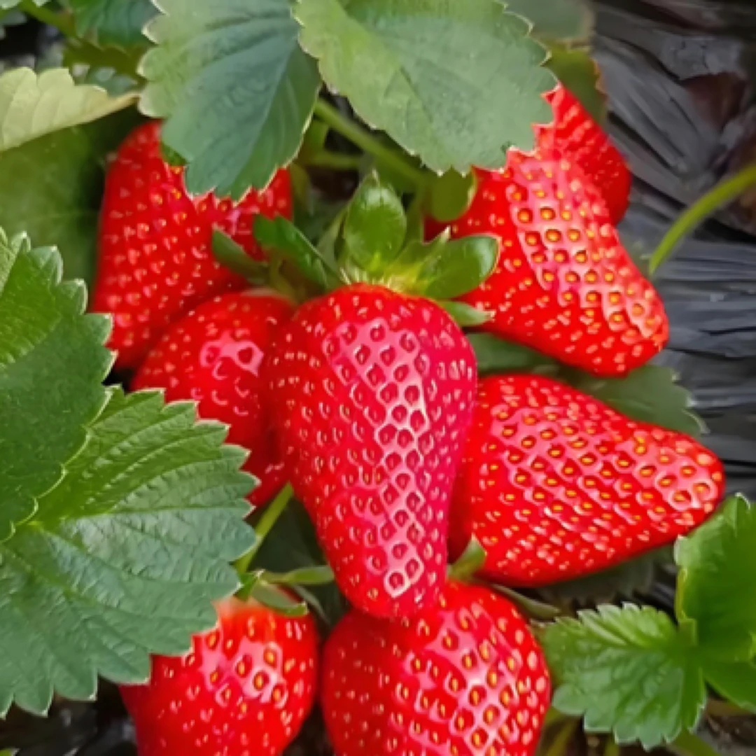 本地奶油草莓大果500克产地青海西宁（擦伤，压伤，介意勿拍）