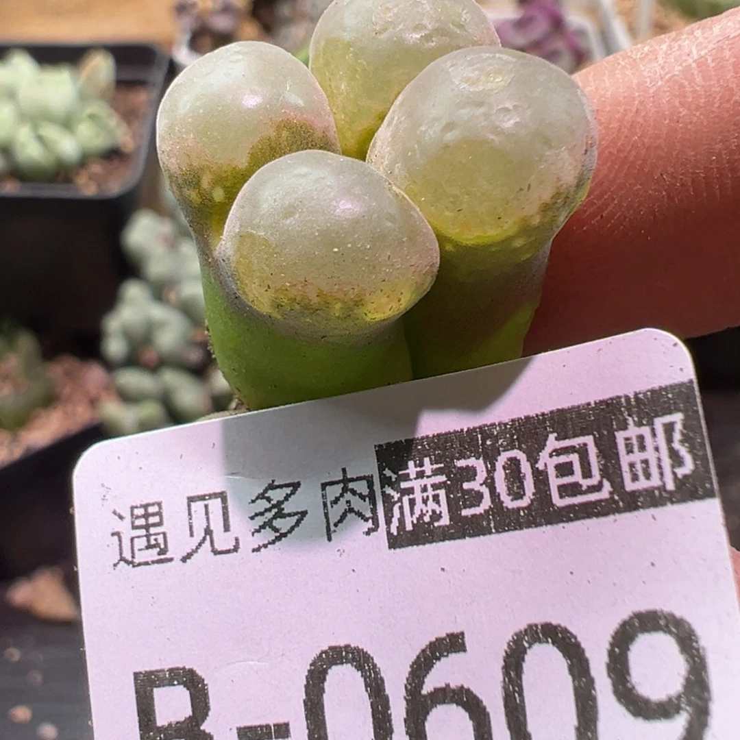 多肉植物1111111111111