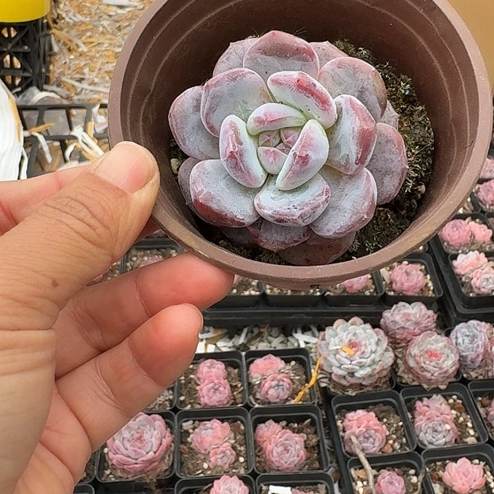 紫皮星影单头4厘米6棵不售后