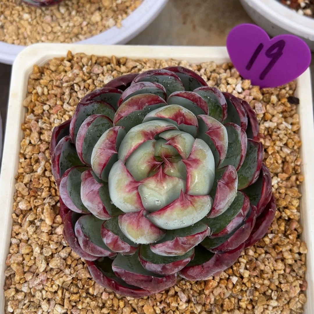 R***静多肉植物编号19号