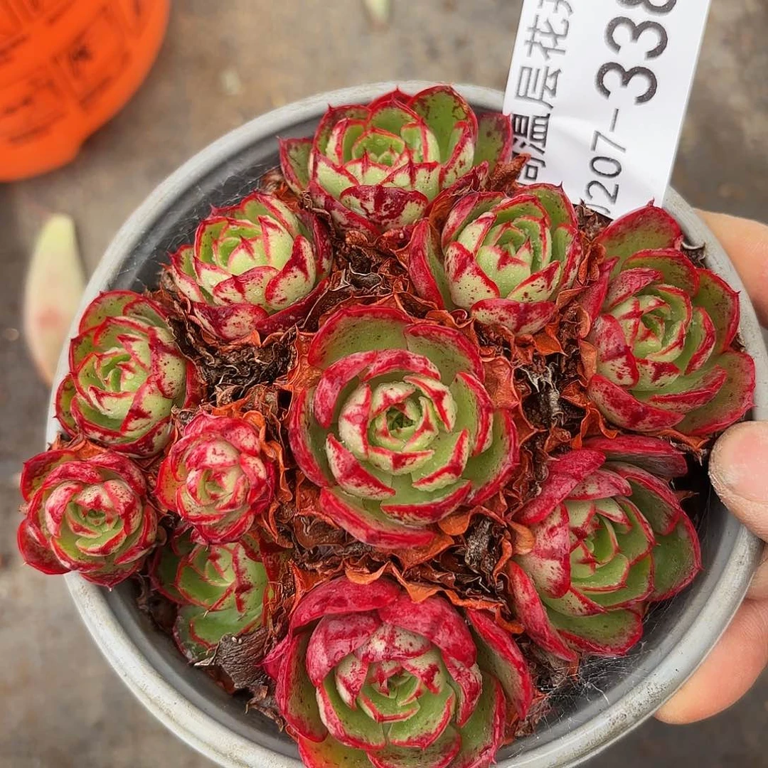 同温层多肉伊丽莎白338