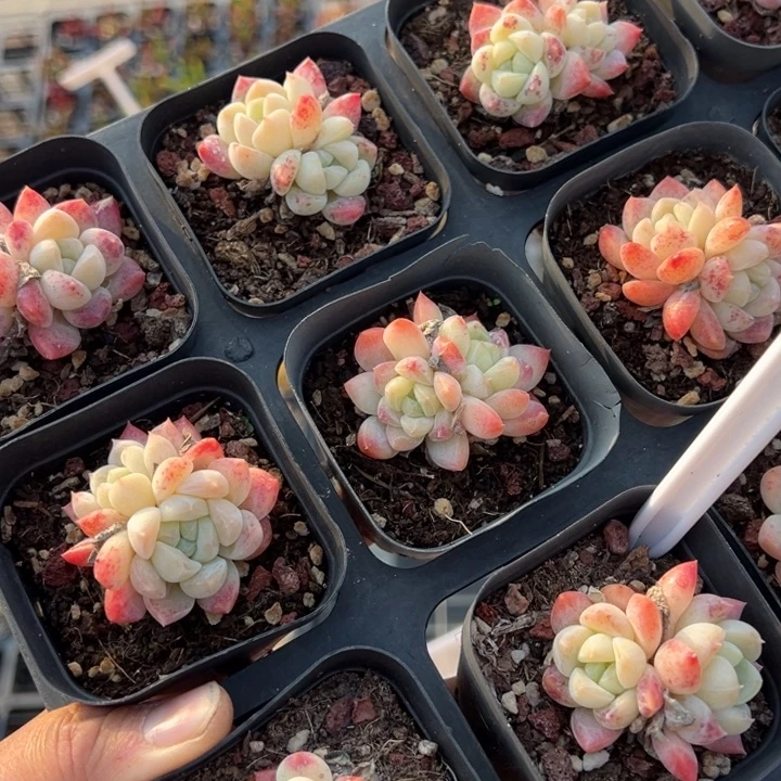 厚梦双头一颗量拍多肉满20包邮初7发