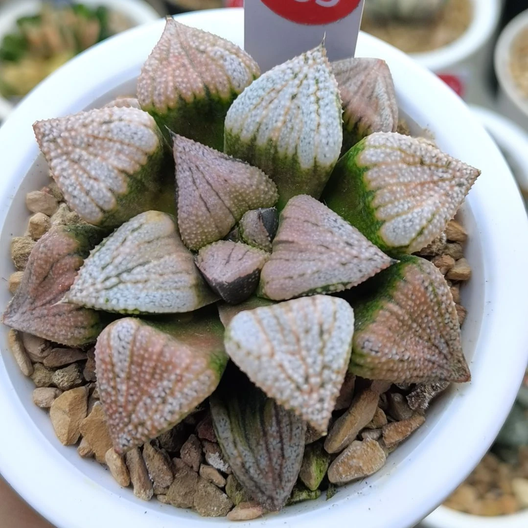 133号实生白银一物一拍带盆土发货