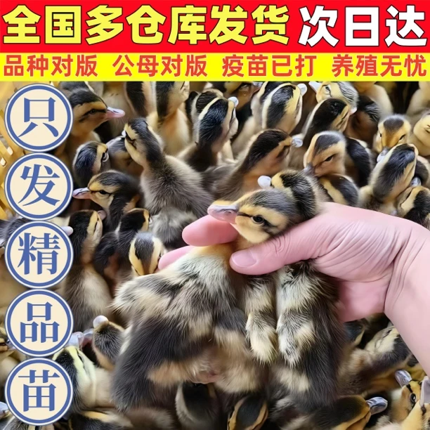 大种宠物鸭【青头】麻鸭苗30只送5路损只到手35只