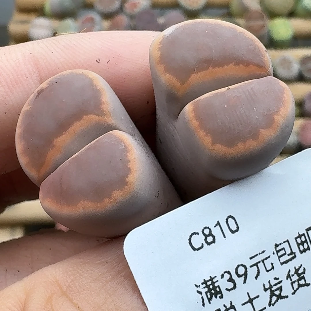 810多肉哈哈哈哈哈哈哈