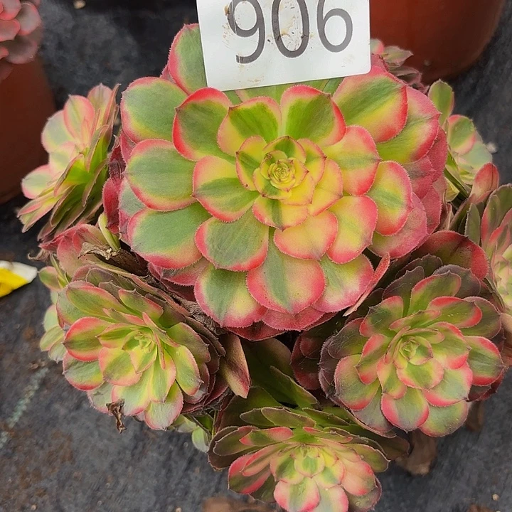 多肉植物福利906个