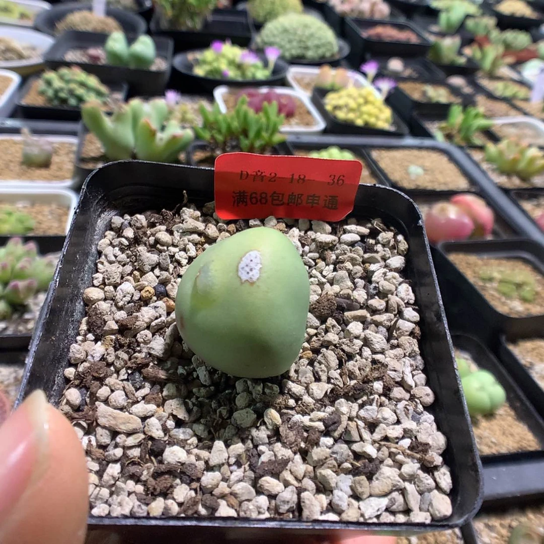 【闪购商品】2-18-36 变异多肉一颗特 25