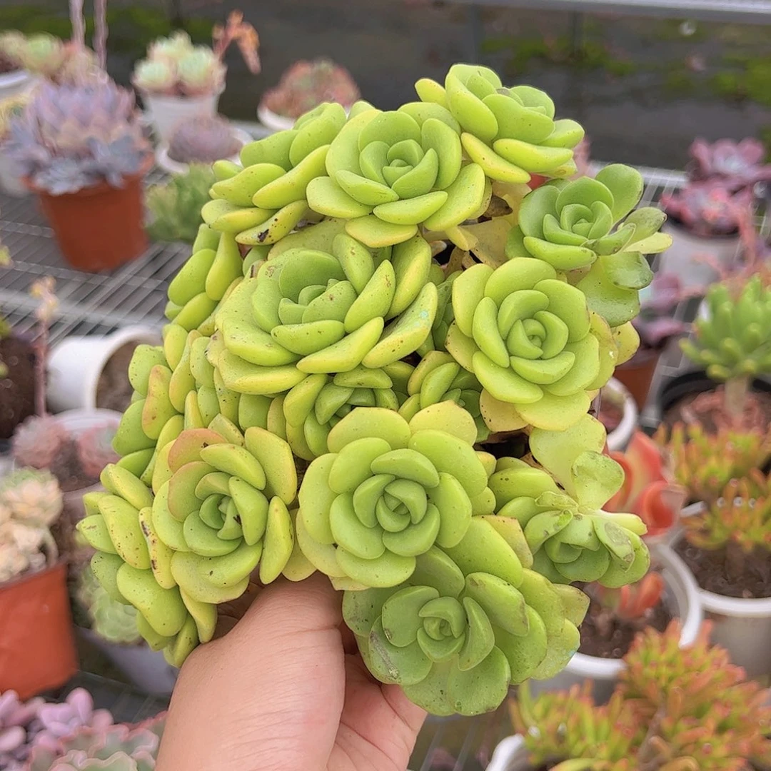 百合莉莉老桩整桩整群