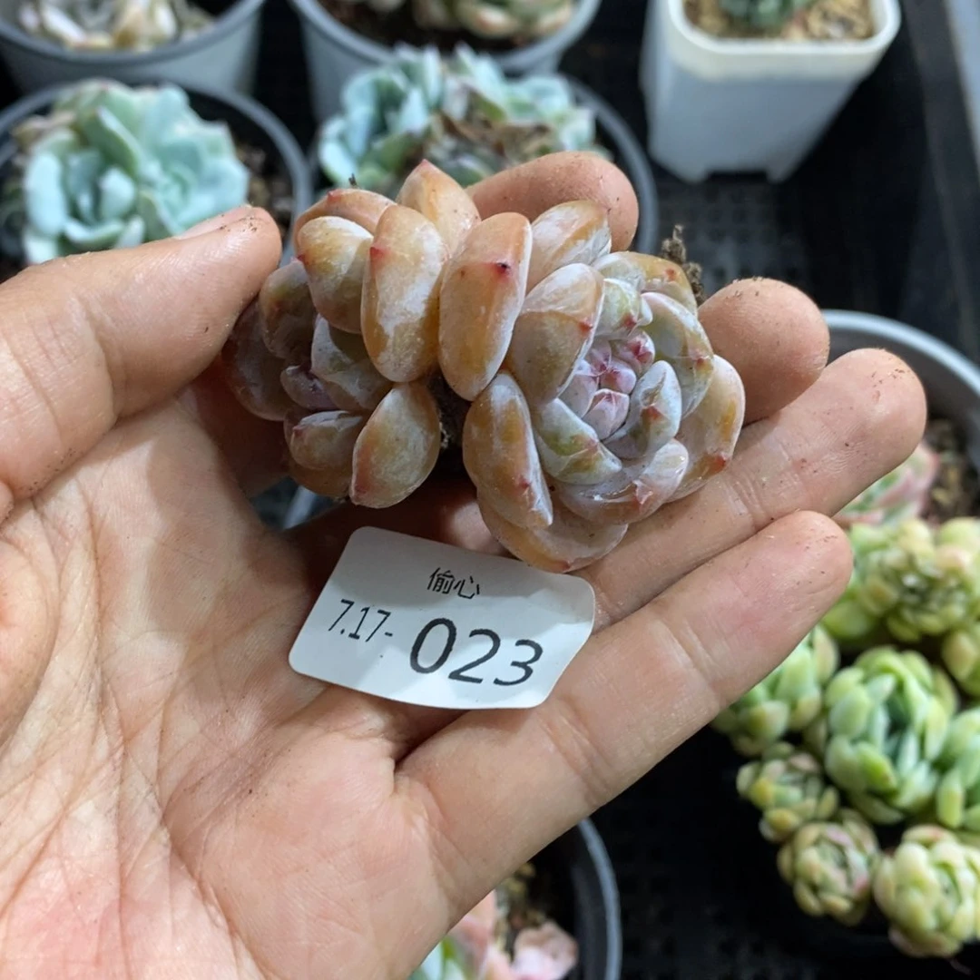 猫*717023双头石榴籽多肉多肉