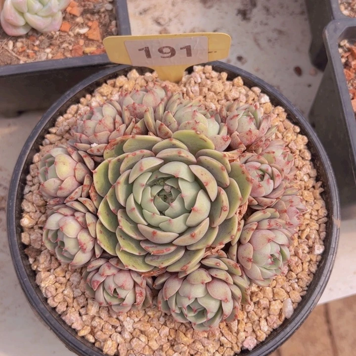 健健康康平平安安