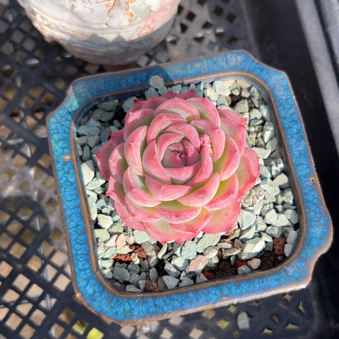 侧影（满38包邮）多肉