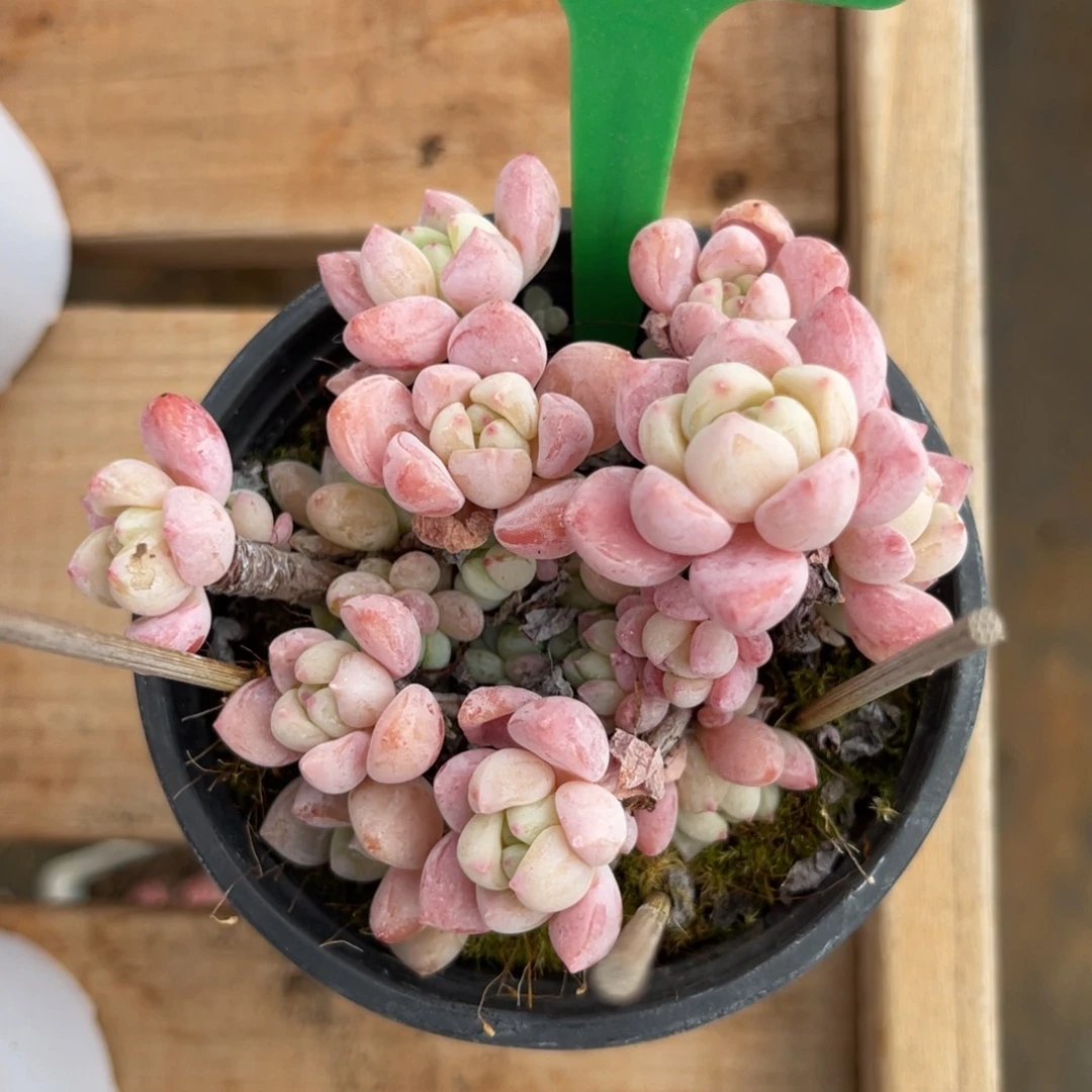 云尘多肉一物一拍980