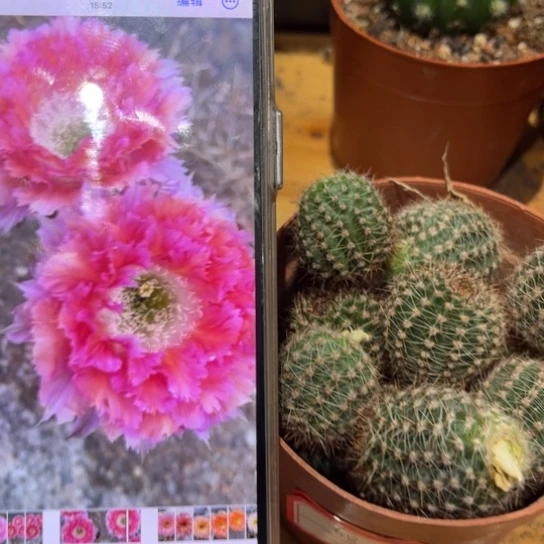 露露6号羽毛2公分左右侧芽