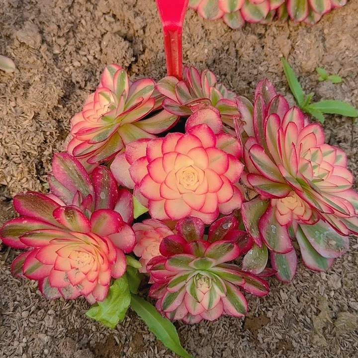 5-62倾城多肉法师