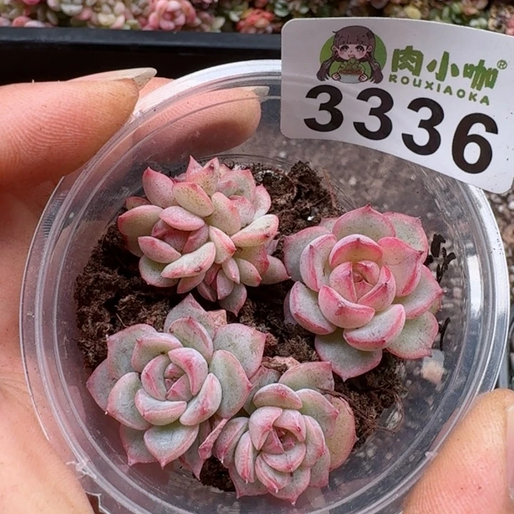 多肉植物多肉植物