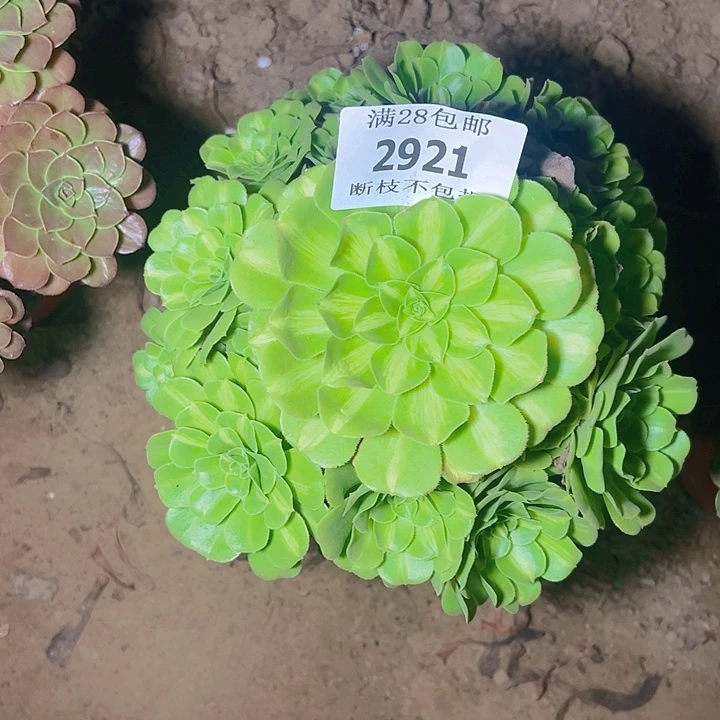 2921翡翠琉璃多肉植物