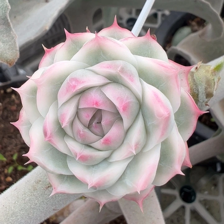 玫瑰女王锦一物一拍