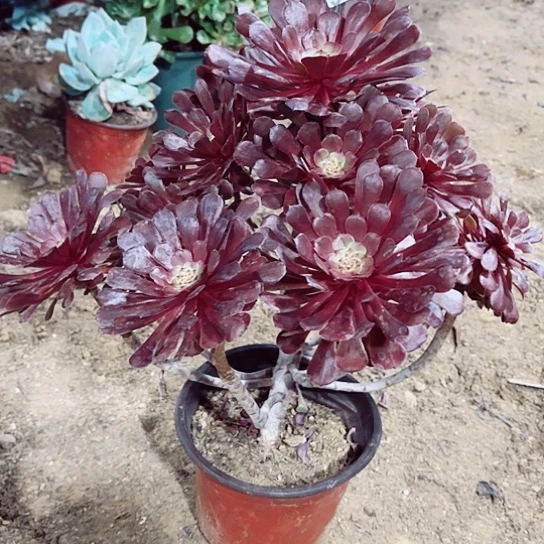 512红铜老桩法师