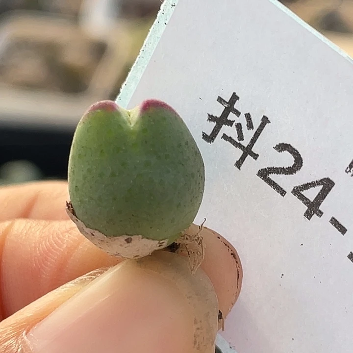 24-150比卡丘多肉植物
