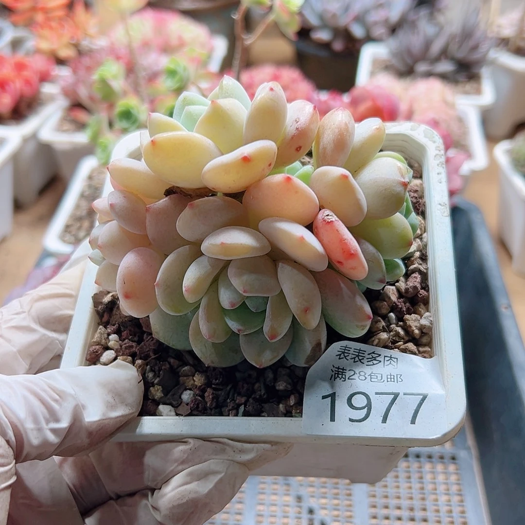 多肉一物一拍1977