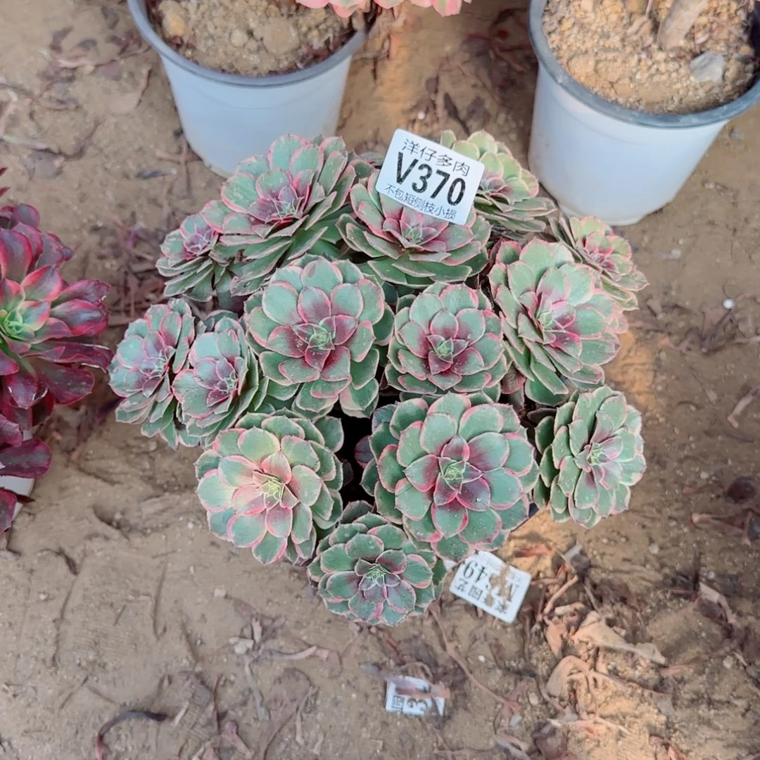 粉花妖发师370冠幅23