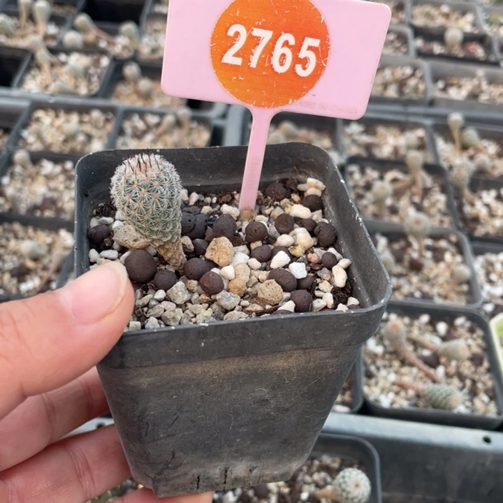 鱼***鱼0373-27650000000