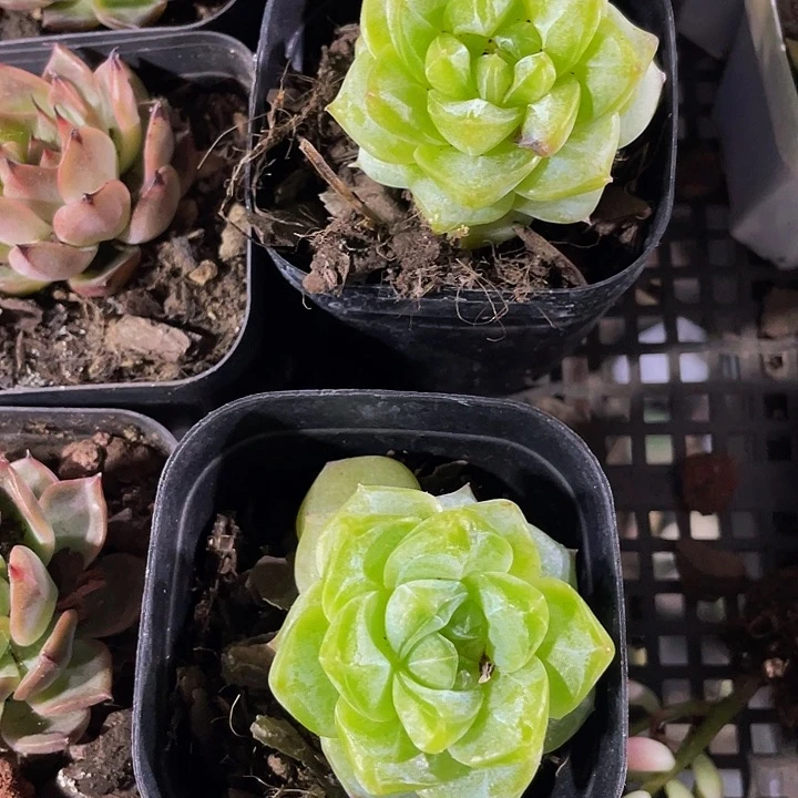 绿钻2.8带盆土发货