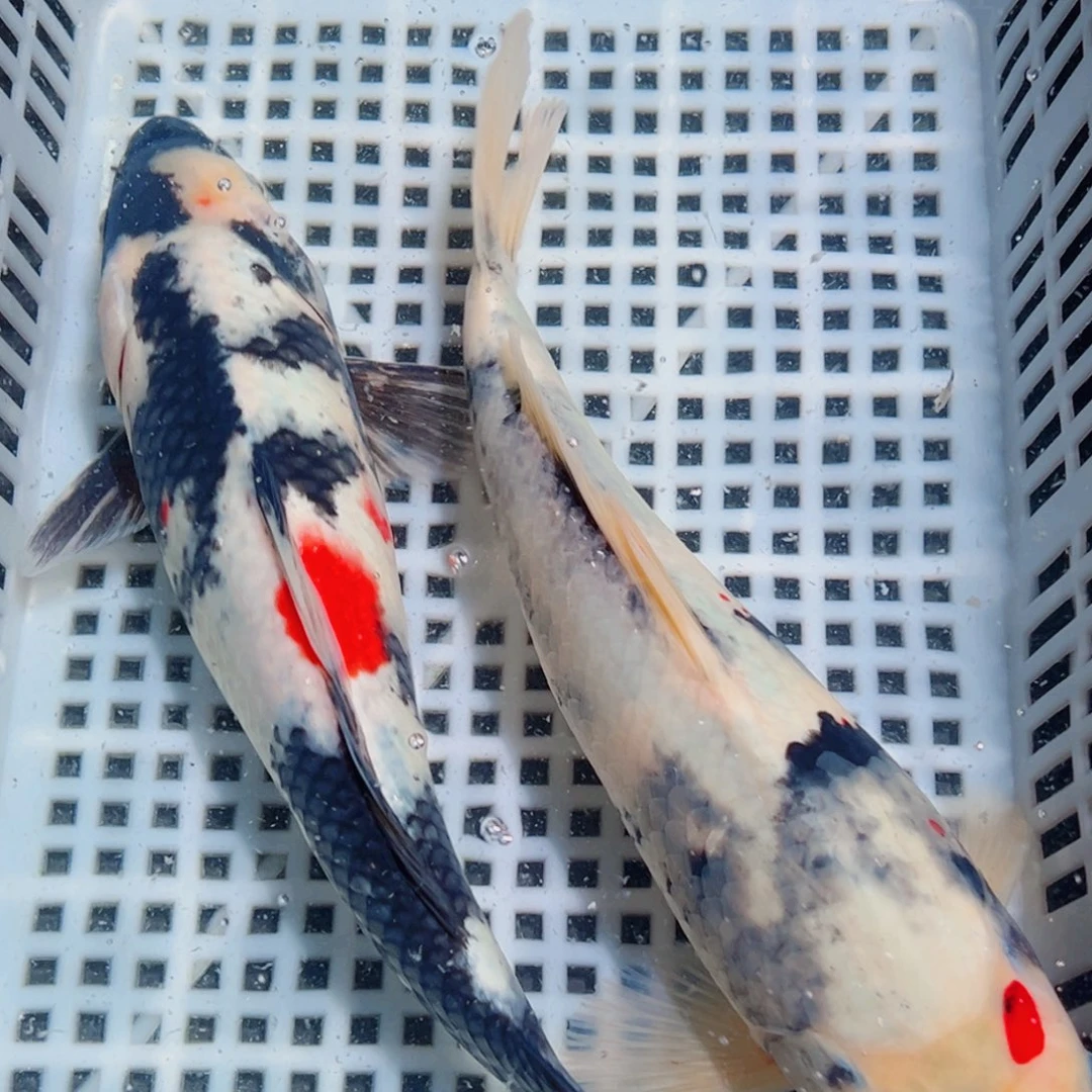 锦鲤锦鲤观赏鱼1111