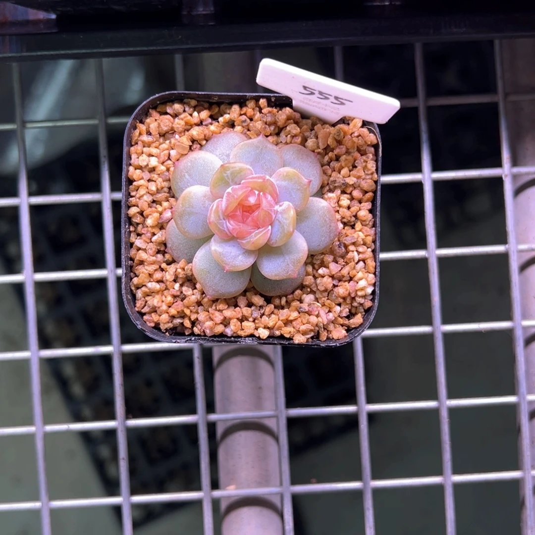 穿***k555号粉色恋人 晗雨