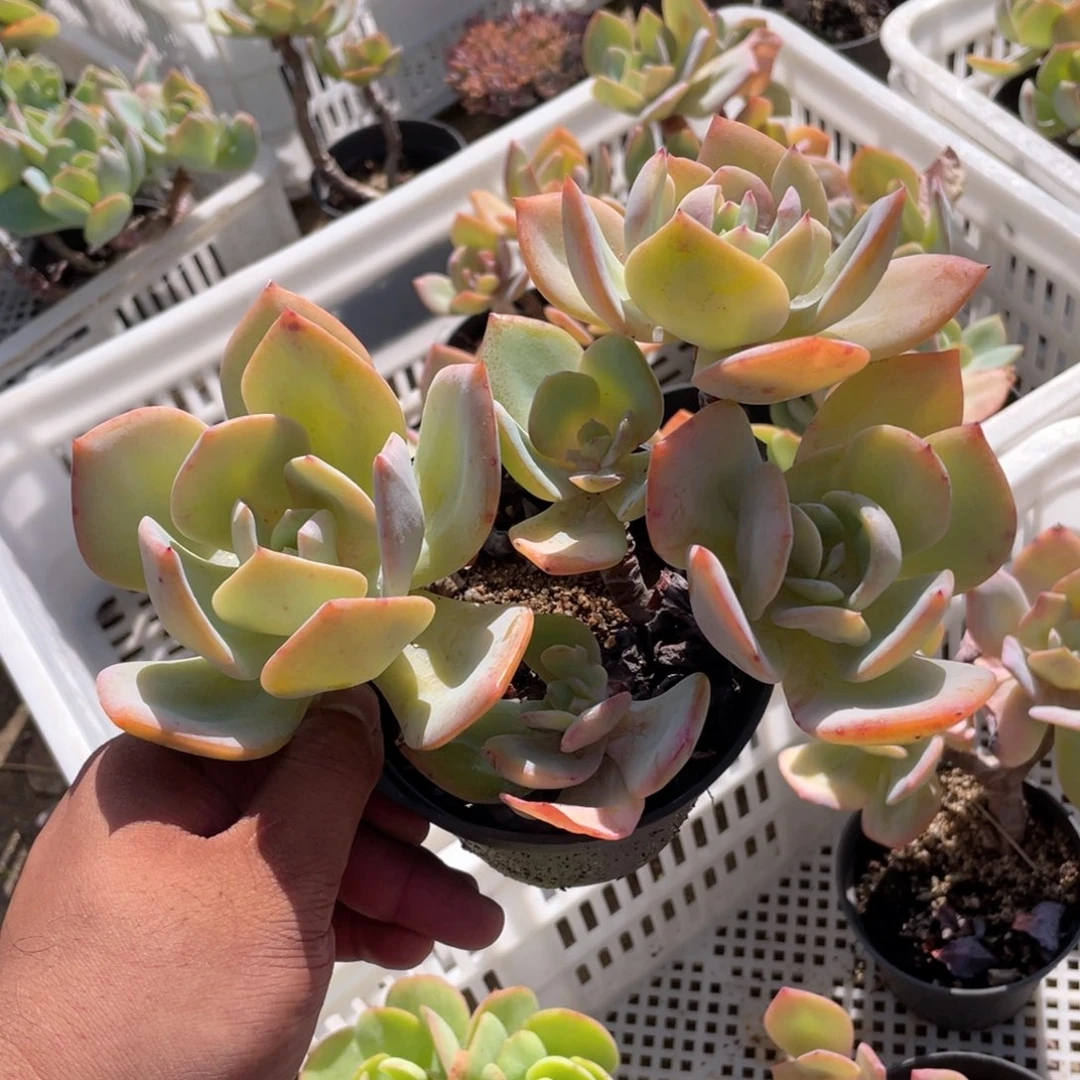 2507  白凤  六月六