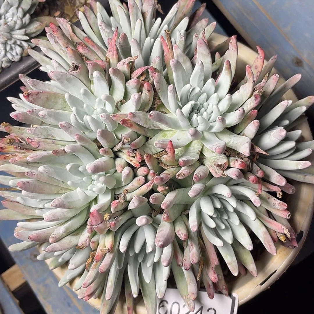 【闪购商品】60242