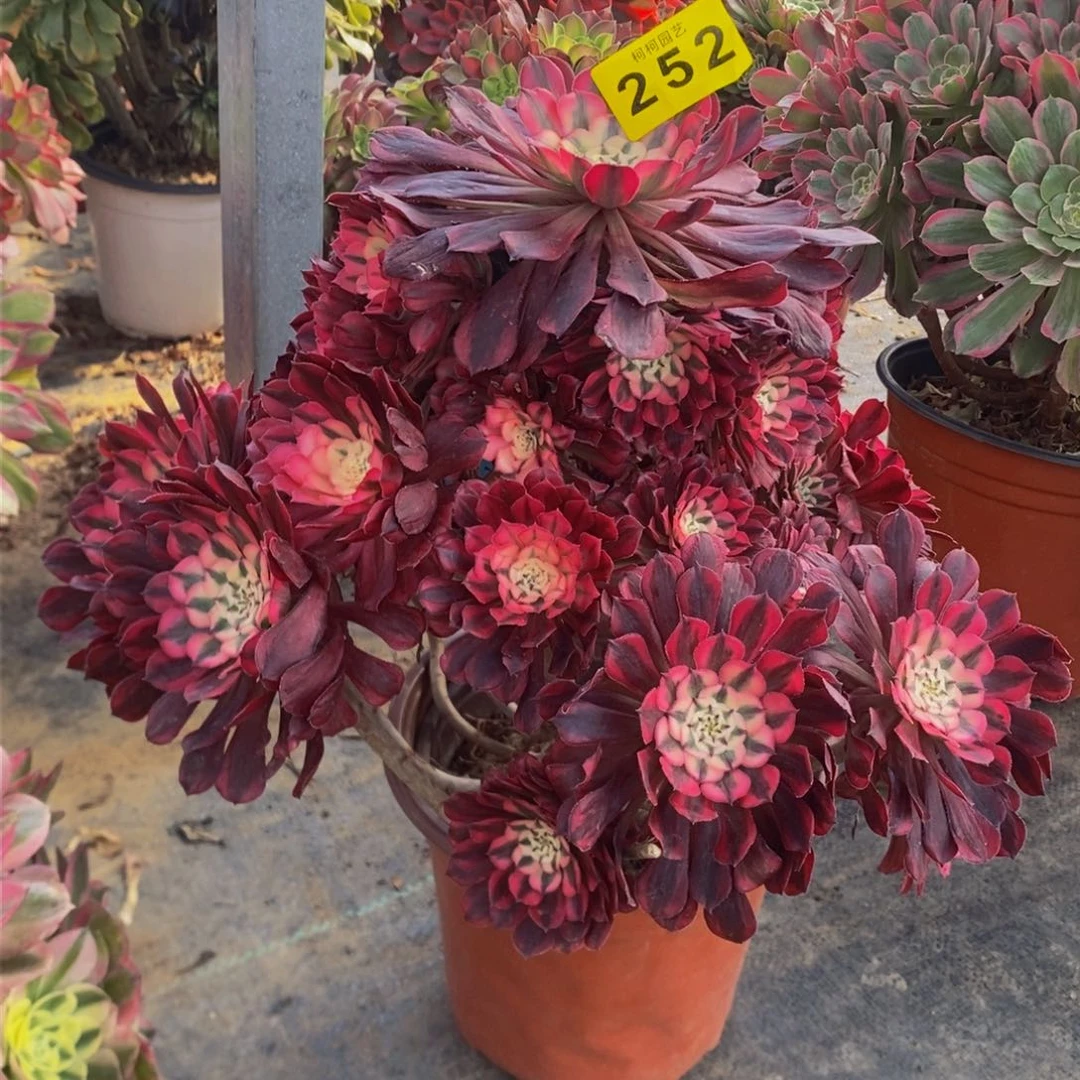 夏*?多肉0000252红铜白