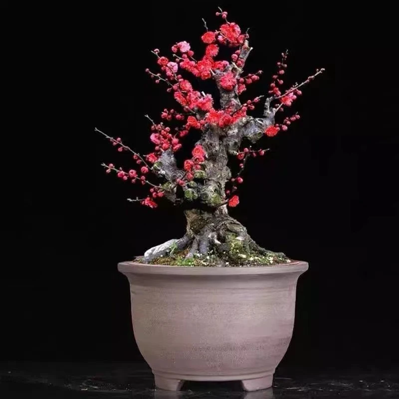 梅花盆栽树苗当年开花耐寒梅花腊梅红梅盆景乌梅绿梅花卉绿植盆栽
