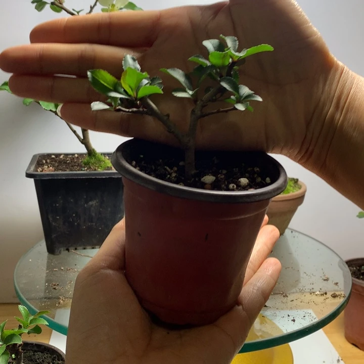 无花朵张**i福利........