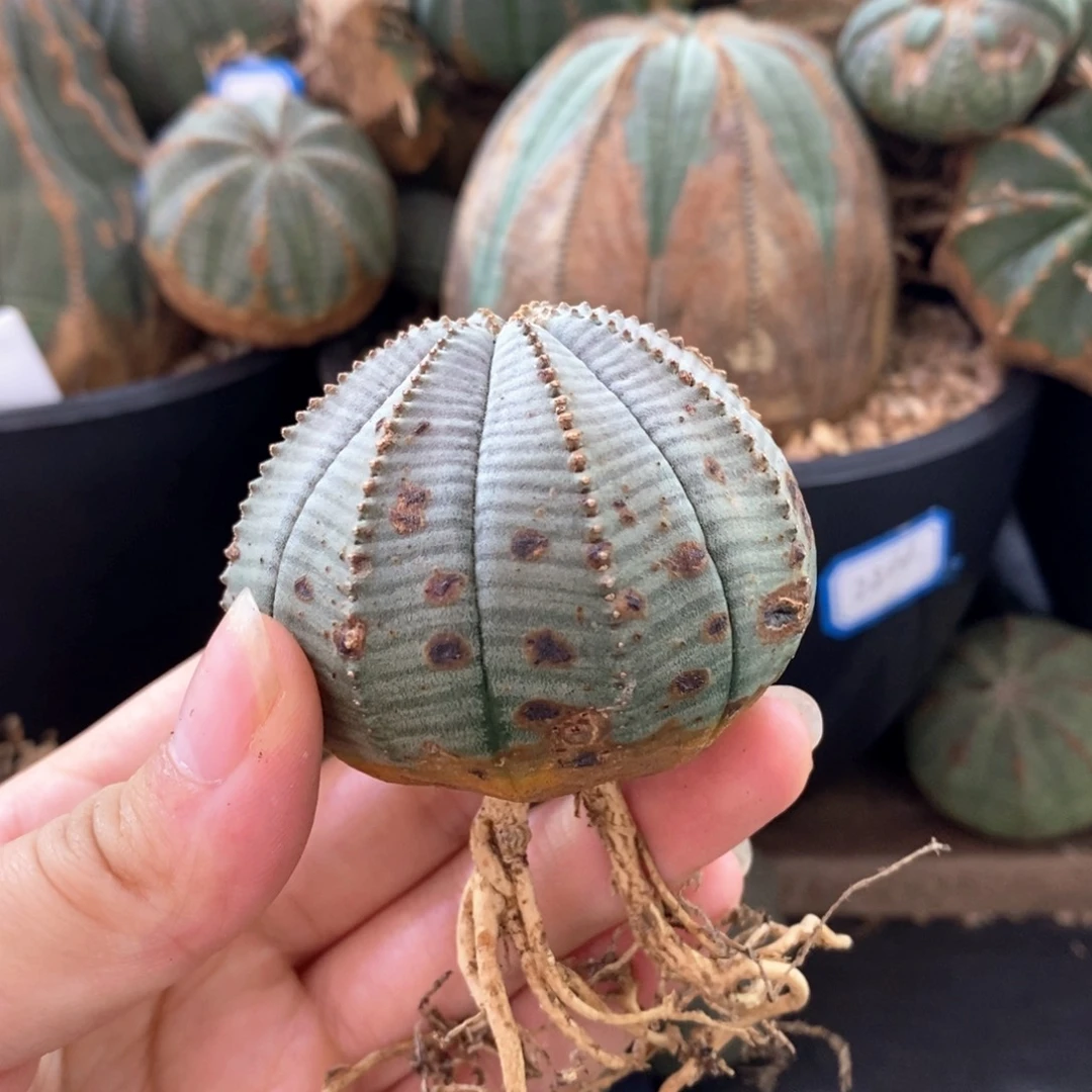 *****欧系实生布纹球一物一拍有疤特价