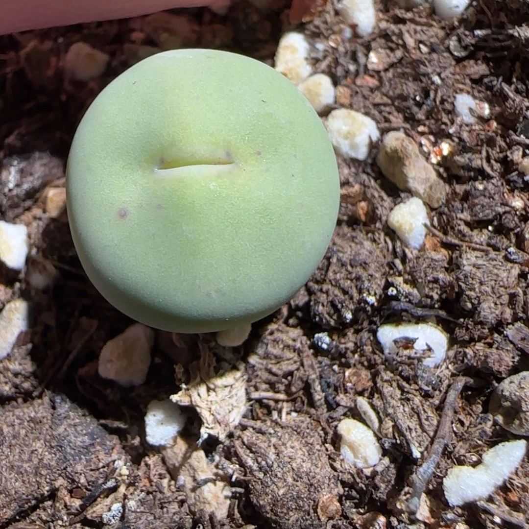 肉锥多肉植物组合-P嘴1471