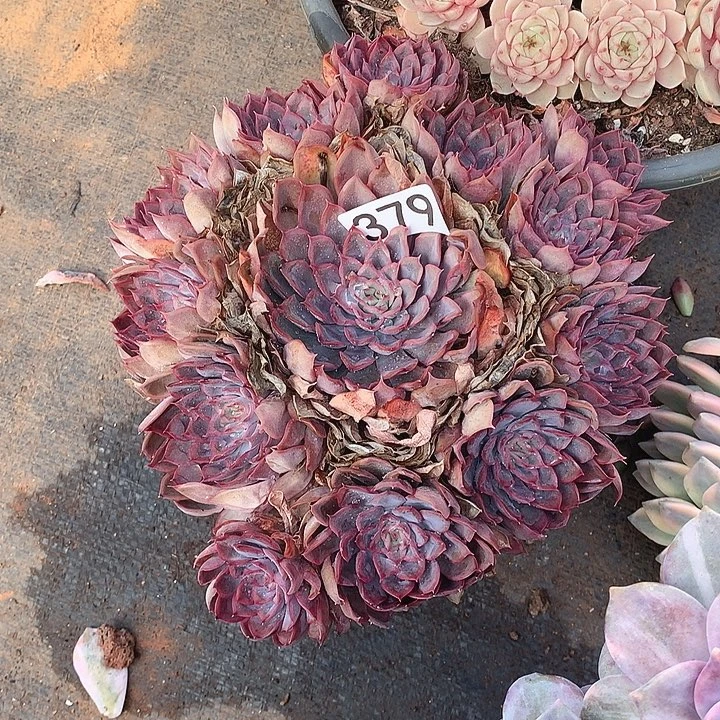 379猎户座 一物一拍多肉