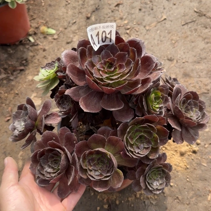 黑寡妇……多肉植物……