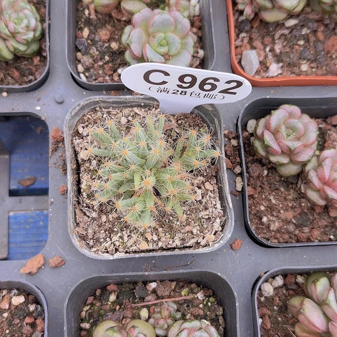 C962紫晃星一物一拍