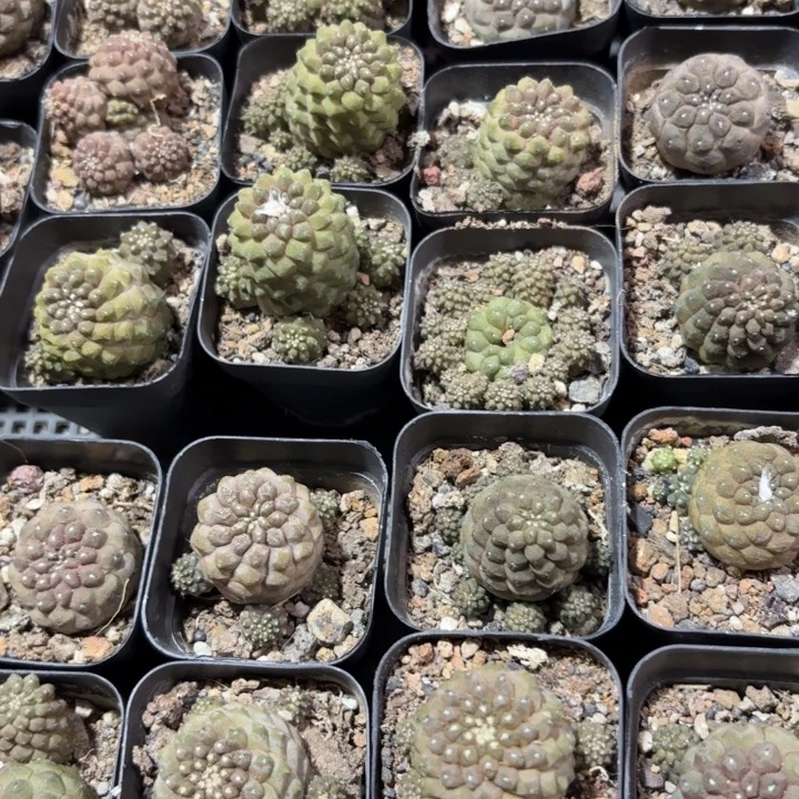 蜥蜴皮量拍价好养皮实