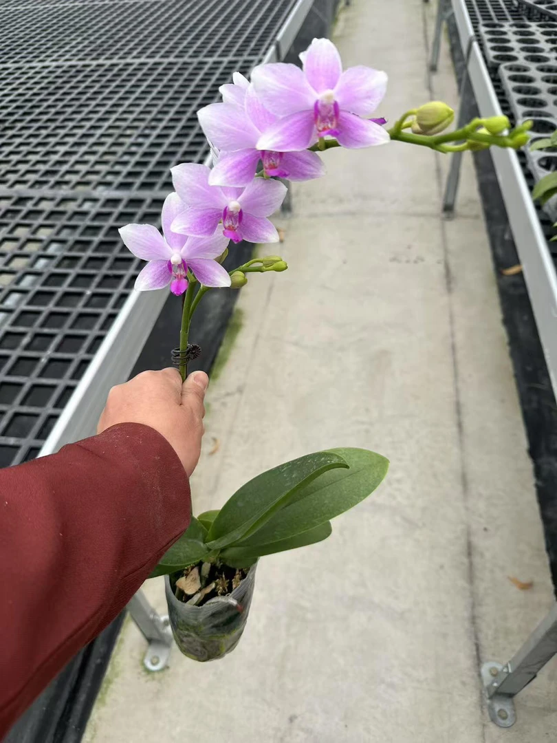 【王大拿】蝴蝶兰《蓝宝石》桌面阳台花卉盆栽