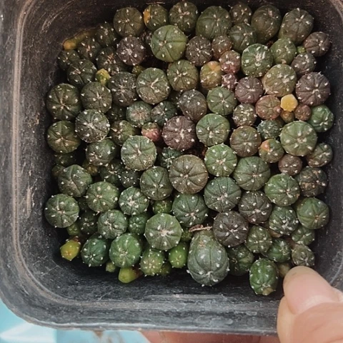 924仙人球福利来啦