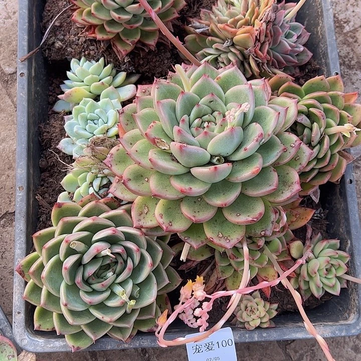 直播福利一物一拍100