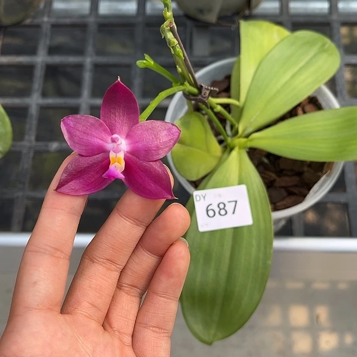 完全开放687号特价瑕疵苗根叶不好发货任何原因不售后