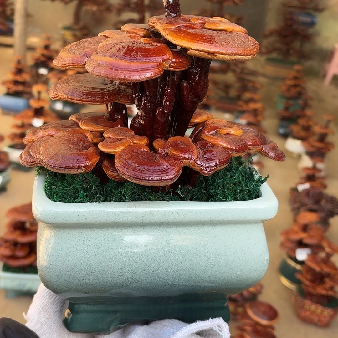 无花朵灵芝是我国著名植物