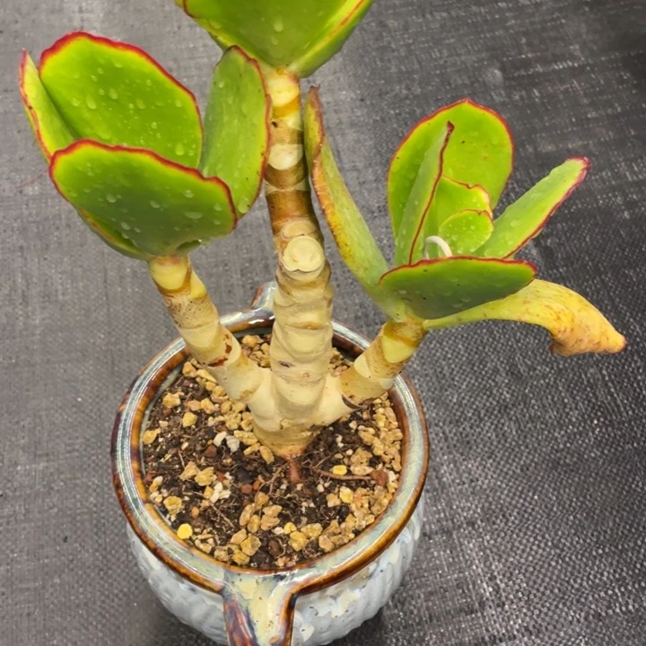 韩***肉弥鹿之森一物一图