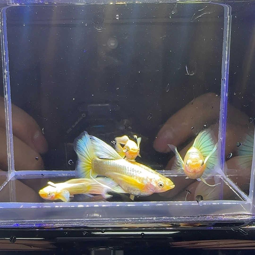 黑玛丽鱼满鳞黄金2对。18号