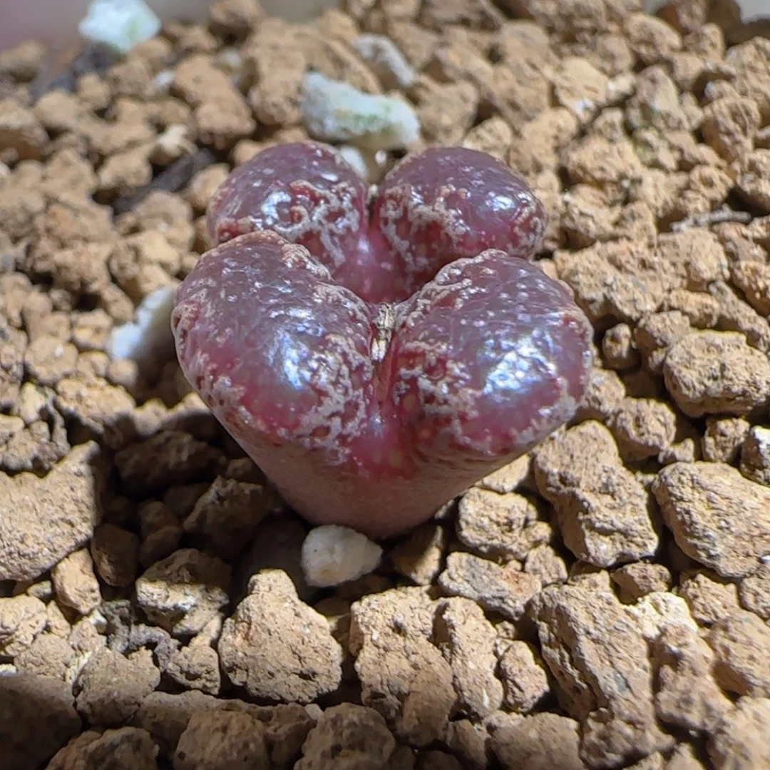 肉锥多肉植物组合-3km勋章979