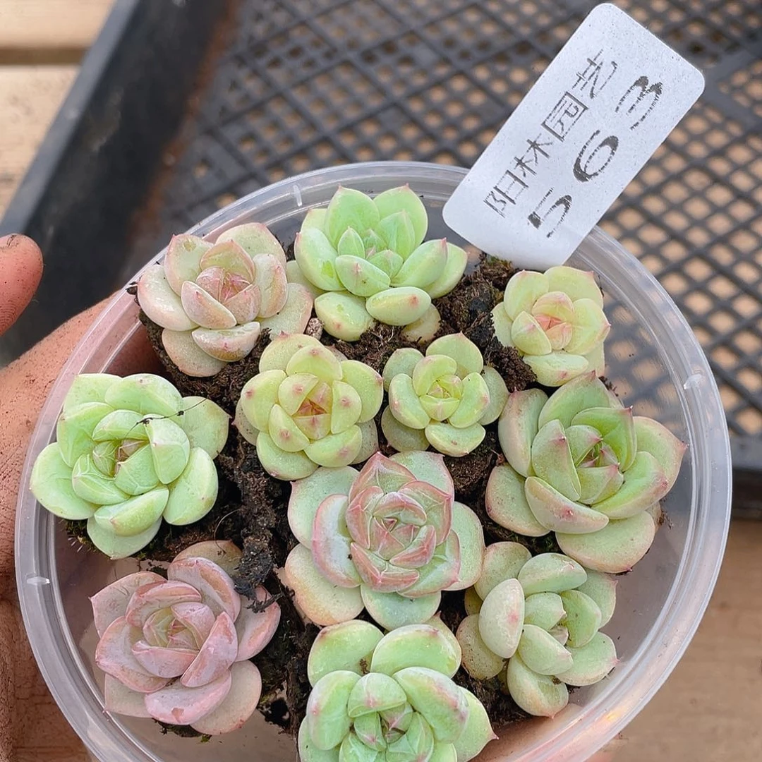 多肉植物多肉植物563