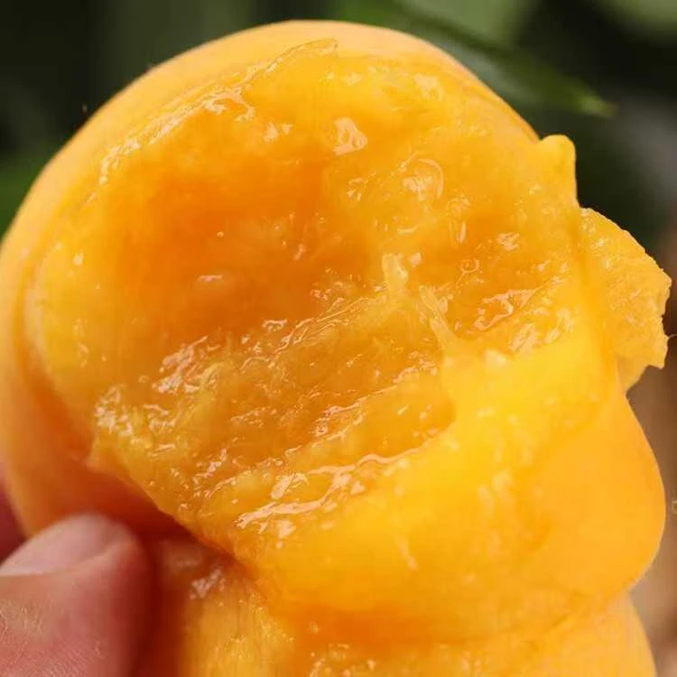 山东新鲜现摘黄毛潘桃皮薄香甜脆嫩多汁当季水果zz